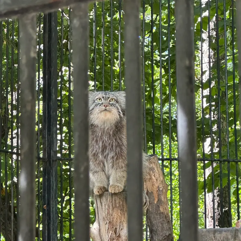 ノヴォシビルスク動物園のシルヴェスターの写真