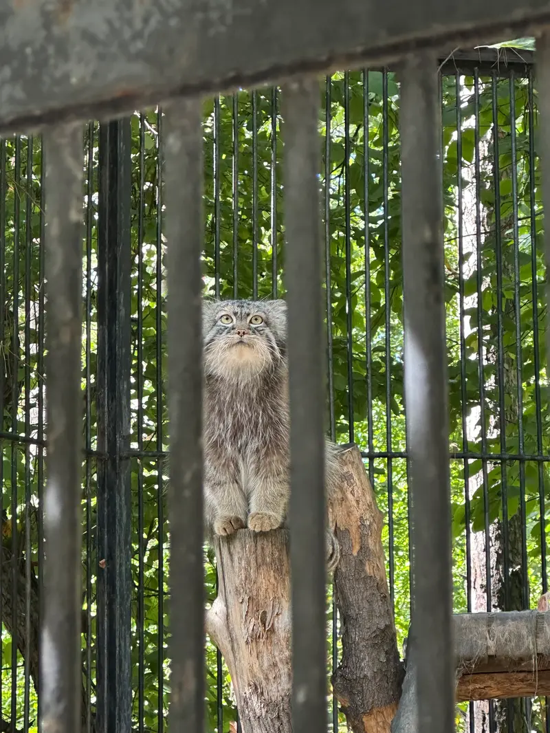 ノヴォシビルスク動物園のシルヴェスターの写真