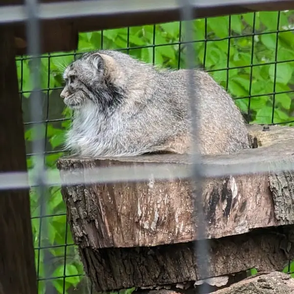 スミソニアン国立動物園のセバの写真