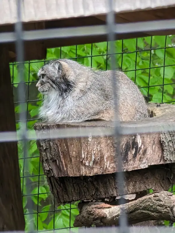 スミソニアン国立動物園のセバの写真