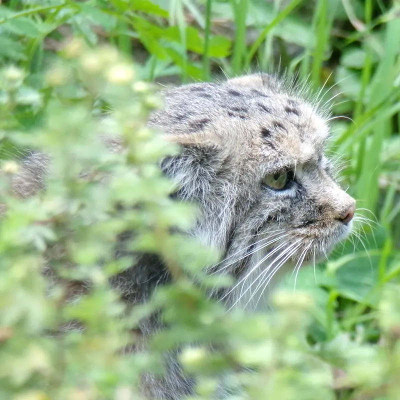 ヴロツワフ動物園のザリナの写真