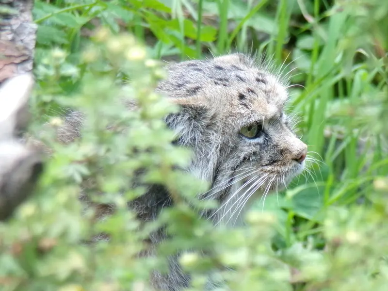 ヴロツワフ動物園のザリナの写真