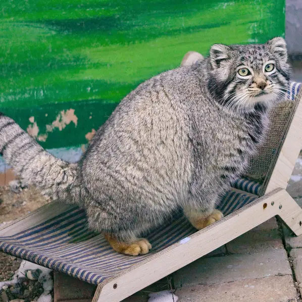 青海チベット高原野生動物園のスン・サンランの写真