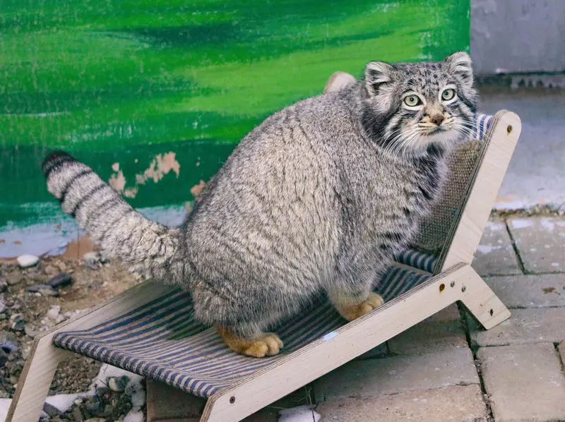 青海チベット高原野生動物園のスン・サンランの写真