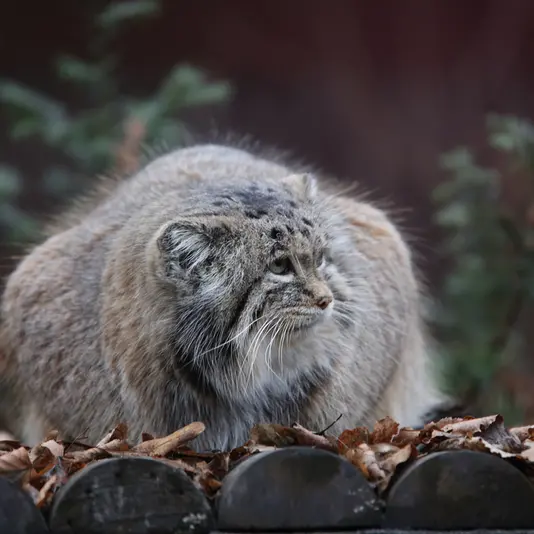 ポズナン新動物園のマニアの写真