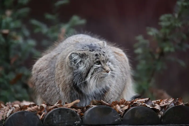 ポズナン新動物園のマニアの写真