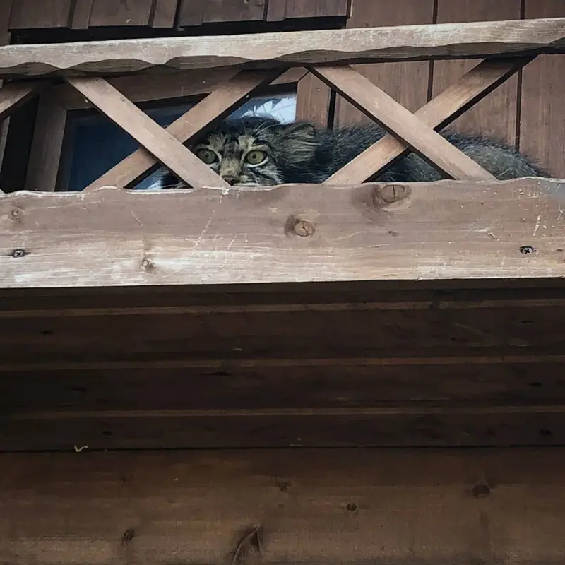 イジェフスク動物園（ウドムルト動物園）のアルタイの写真