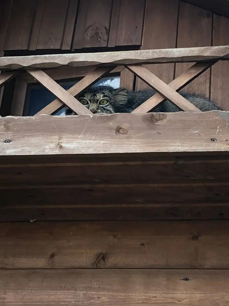 イジェフスク動物園（ウドムルト動物園）のアルタイの写真