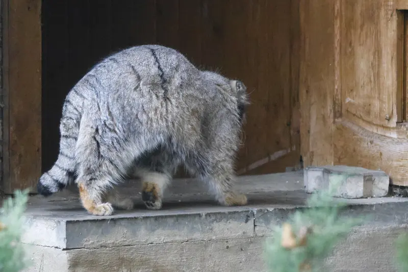 モスクワ動物園のティモフェイの写真