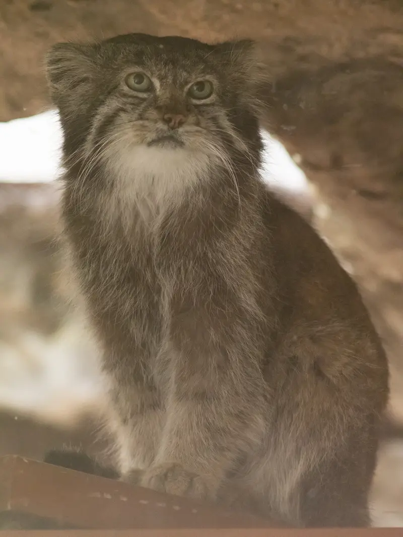 恩賜上野動物園のクリョンの写真