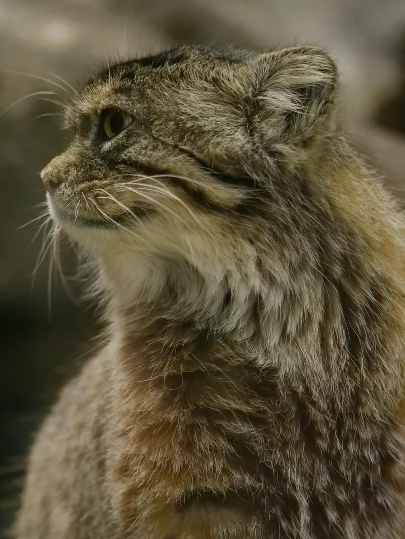 恩賜上野動物園のプリームラの写真