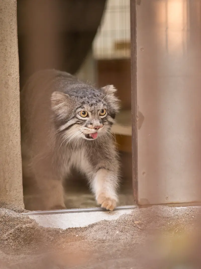 野毛山動物園のフィーガの写真