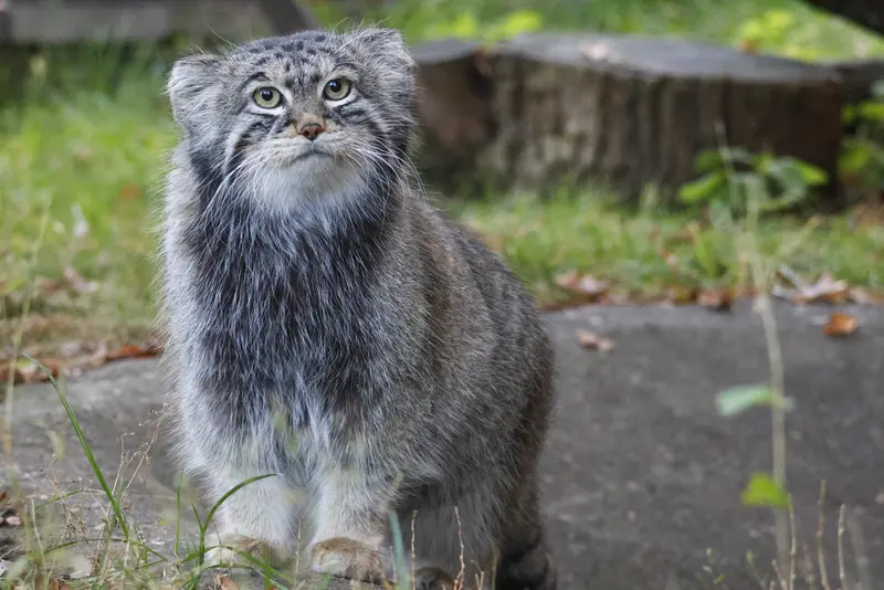 モスクワ動物園のティモフェイの写真