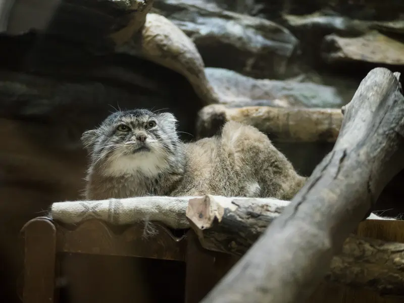 恩賜上野動物園のプリームラの写真