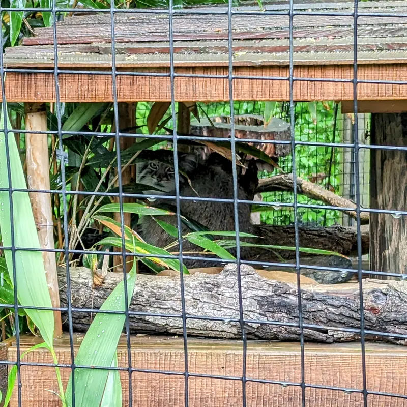 スミソニアン国立動物園のアカルの写真