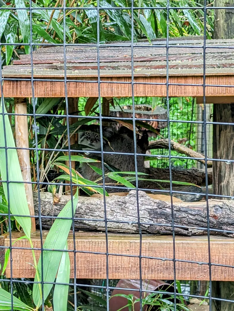 スミソニアン国立動物園のアカルの写真