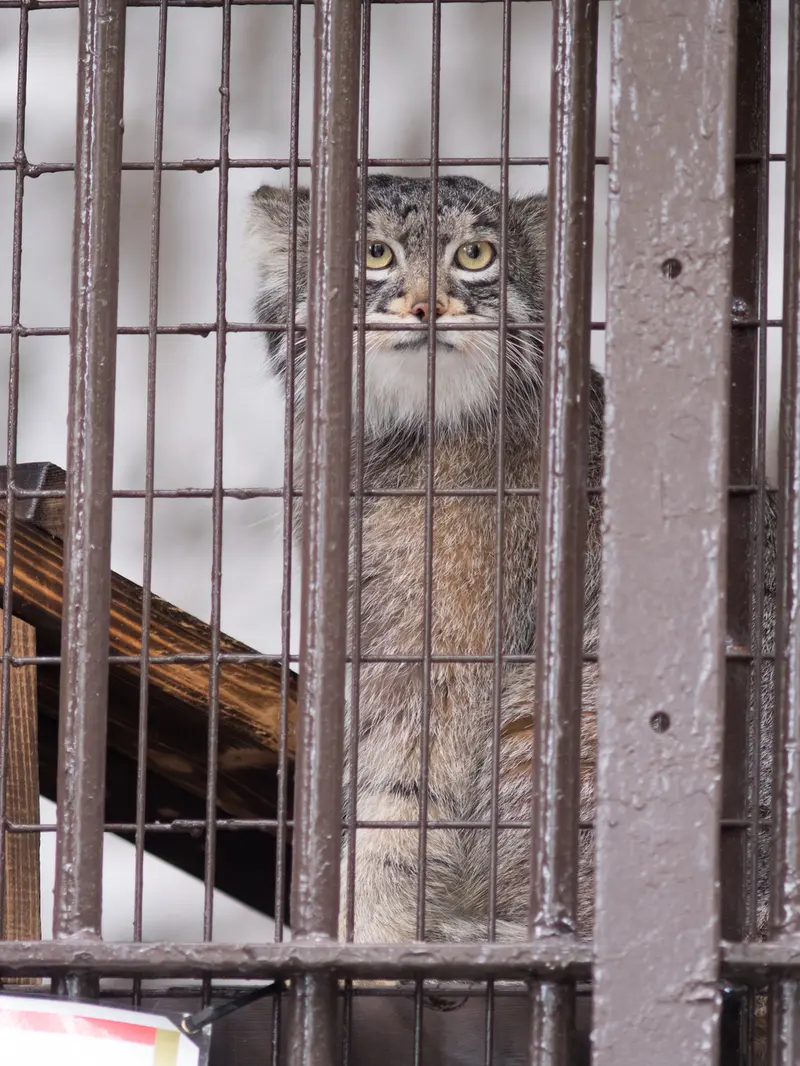 野毛山動物園のフィーガの写真