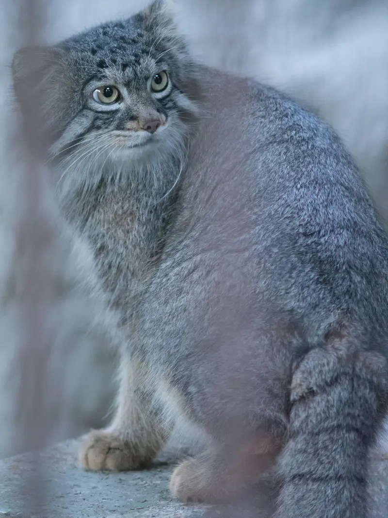 野毛山動物園のフィーガの写真