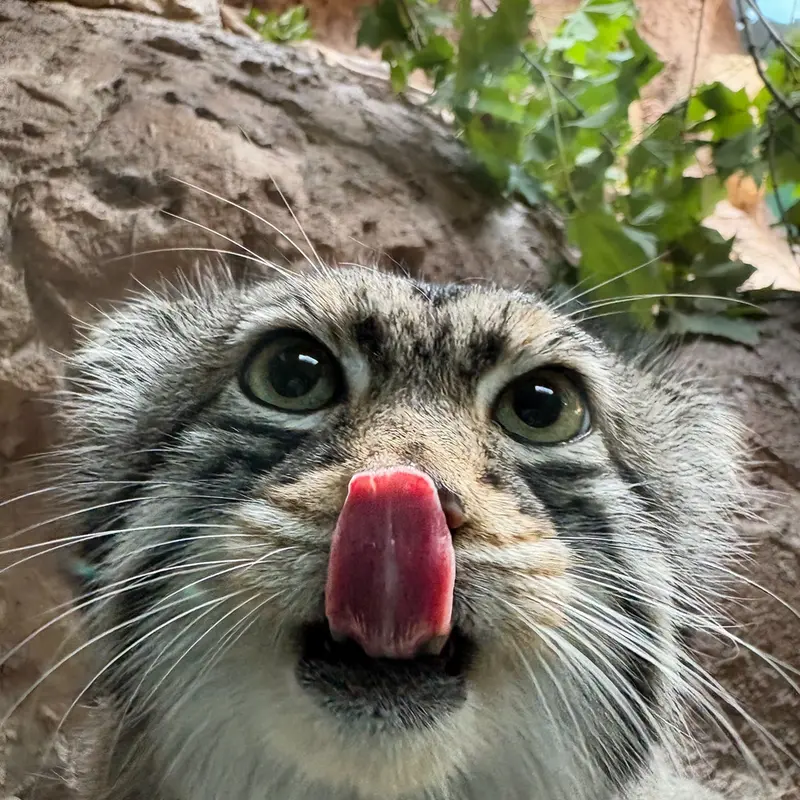 Birmingham Zooのバタールの写真