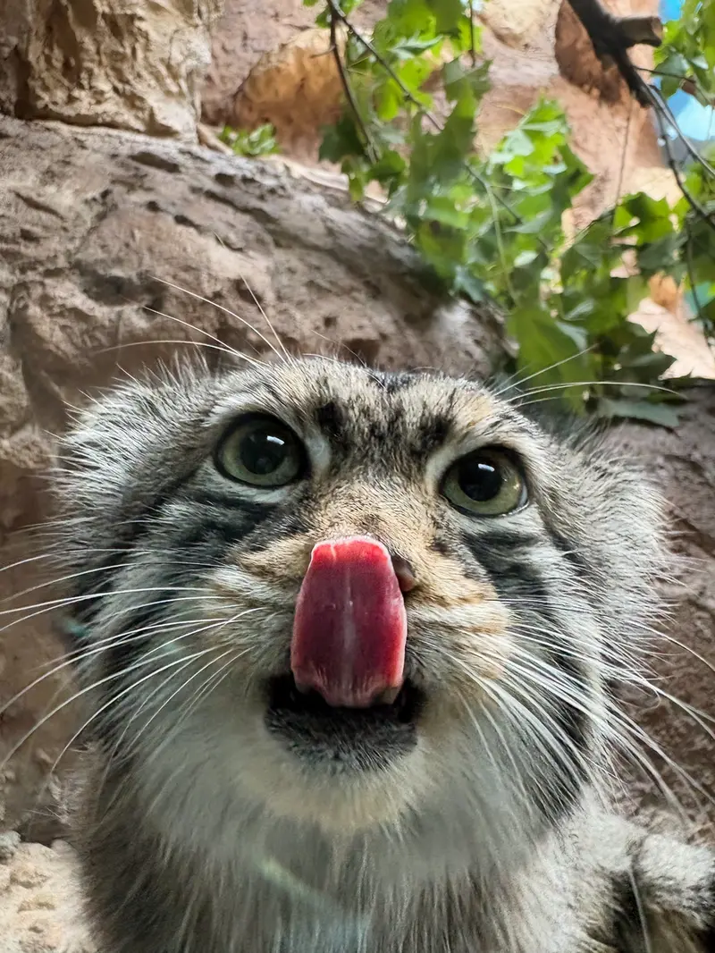 バーミンガム動物園のバタールの写真