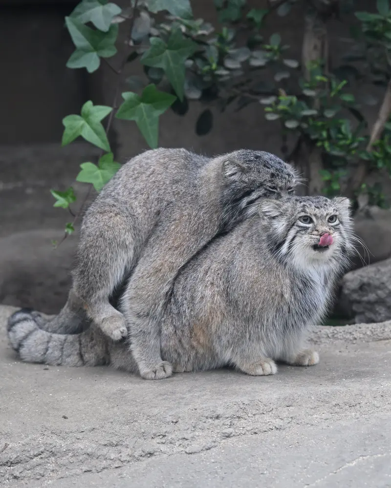 神戸どうぶつ王国のアズの写真