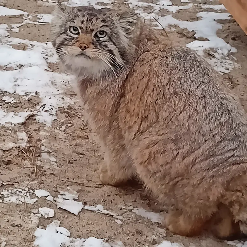 ノヴォシビルスク動物園のジョージの写真
