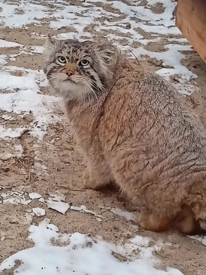 ノヴォシビルスク動物園のジョージの写真