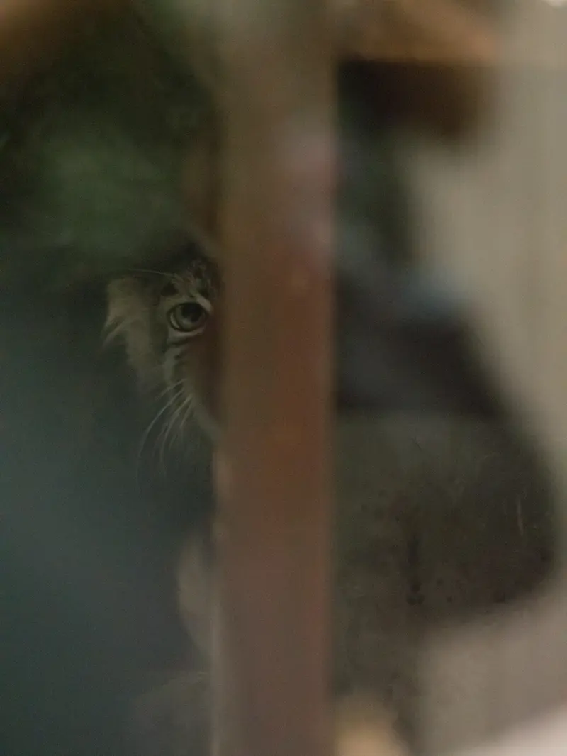恩賜上野動物園のサフランの写真