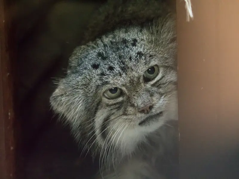 恩賜上野動物園のクリョンの写真