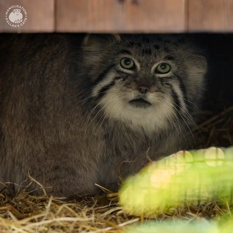 クラクフ動物園のジンギスの写真