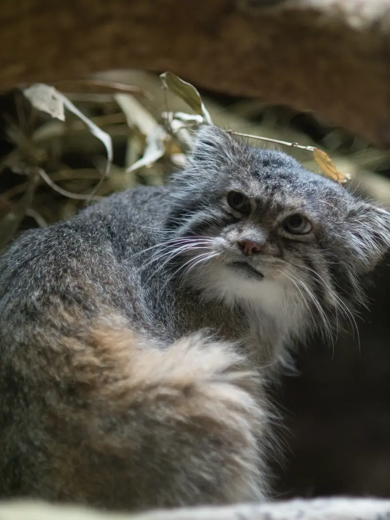 恩賜上野動物園のクリョンの写真