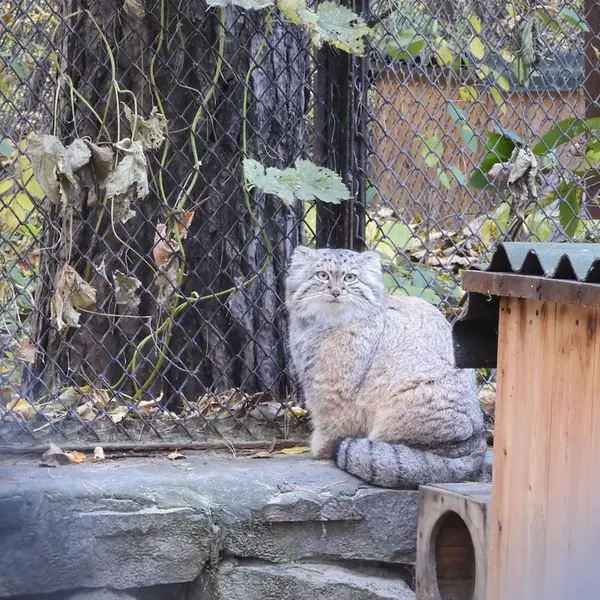 ノヴォシビルスク動物園のスネジャナの写真