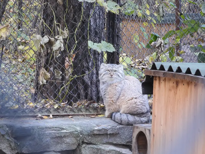ノヴォシビルスク動物園のスネジャナの写真