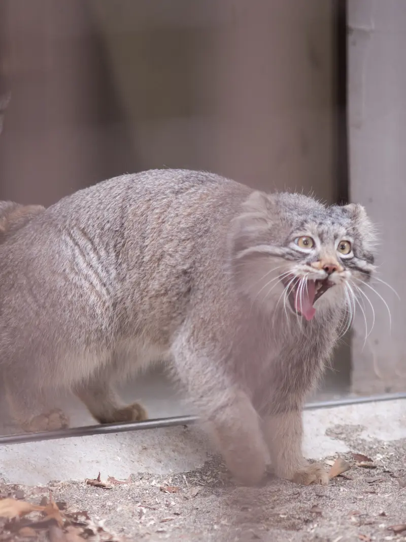 野毛山動物園のフィーガの写真