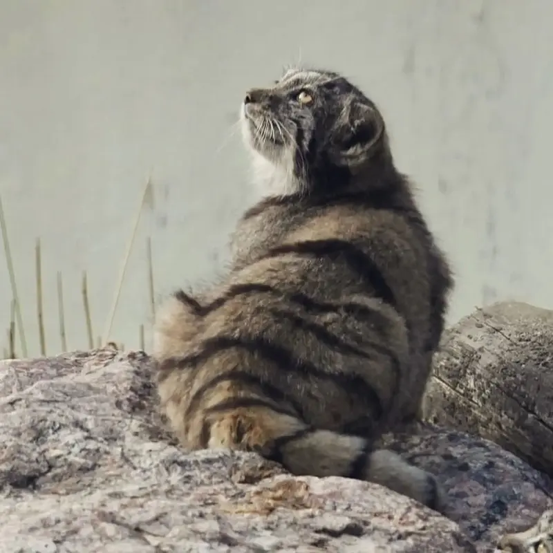 コルケアサーリ動物園のサイミの写真