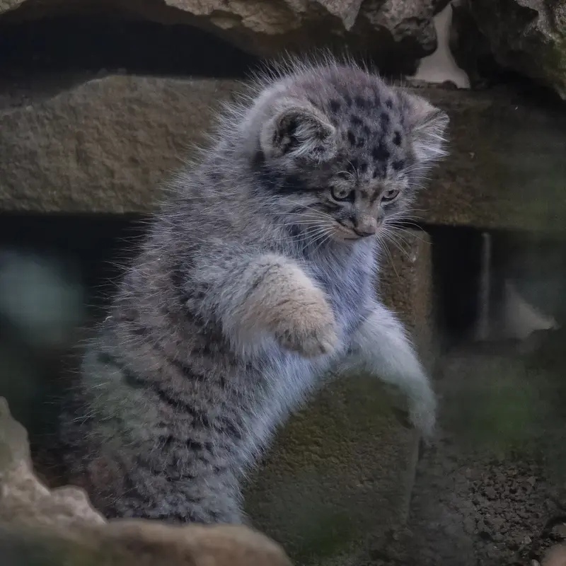 ポート・リムプネ・ワイルド・アニマル・パークのナムーの子猫 b. 2026 Ⅲの写真