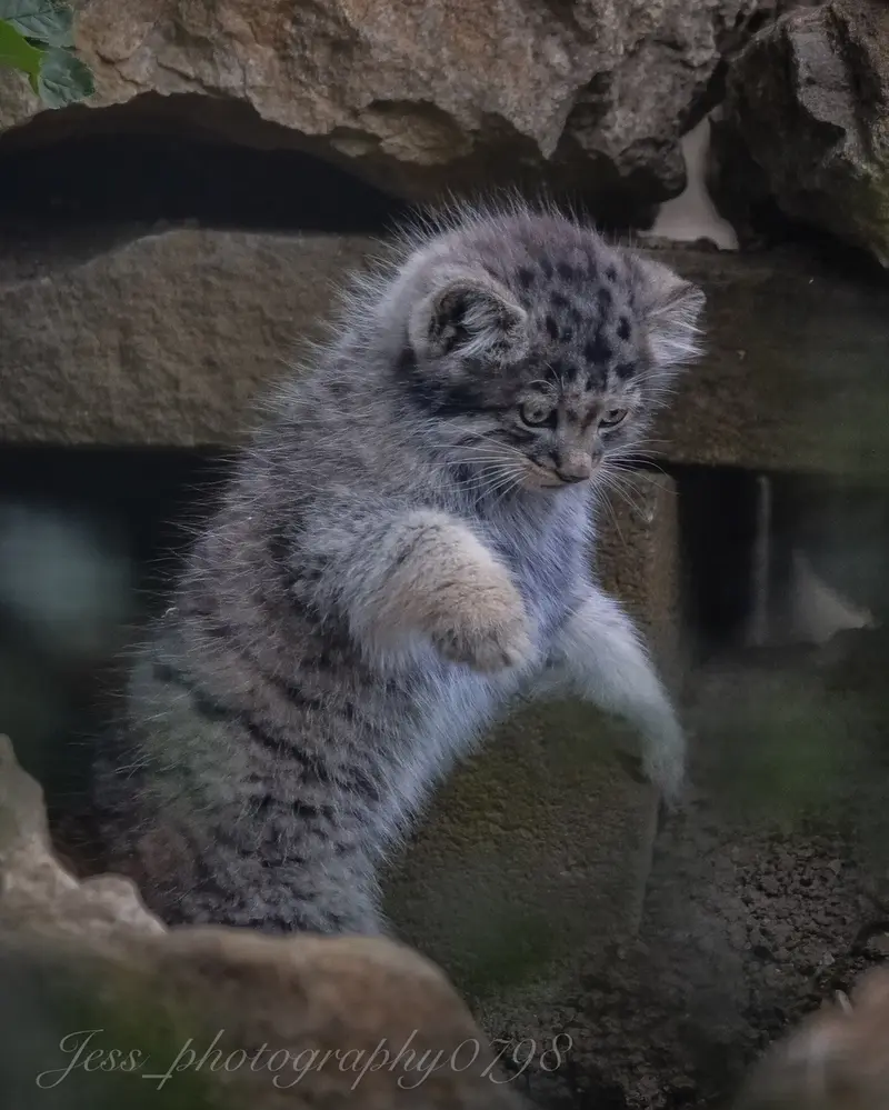 ポート・リムプネ・ワイルド・アニマル・パークのナムーの子猫 b. 2026 Ⅲの写真