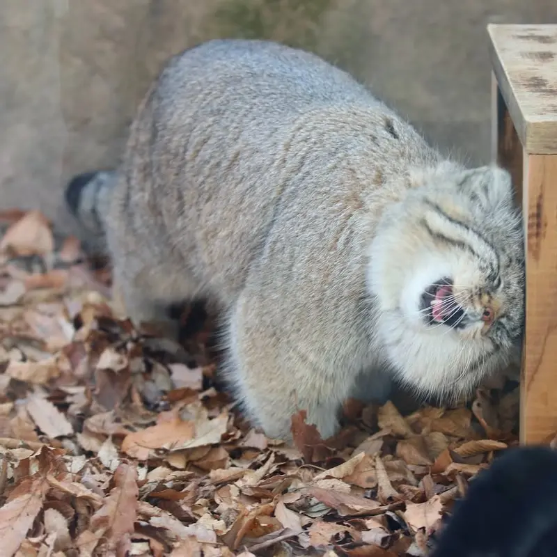 マヌルネコの写真