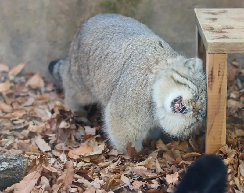 マヌルネコの写真