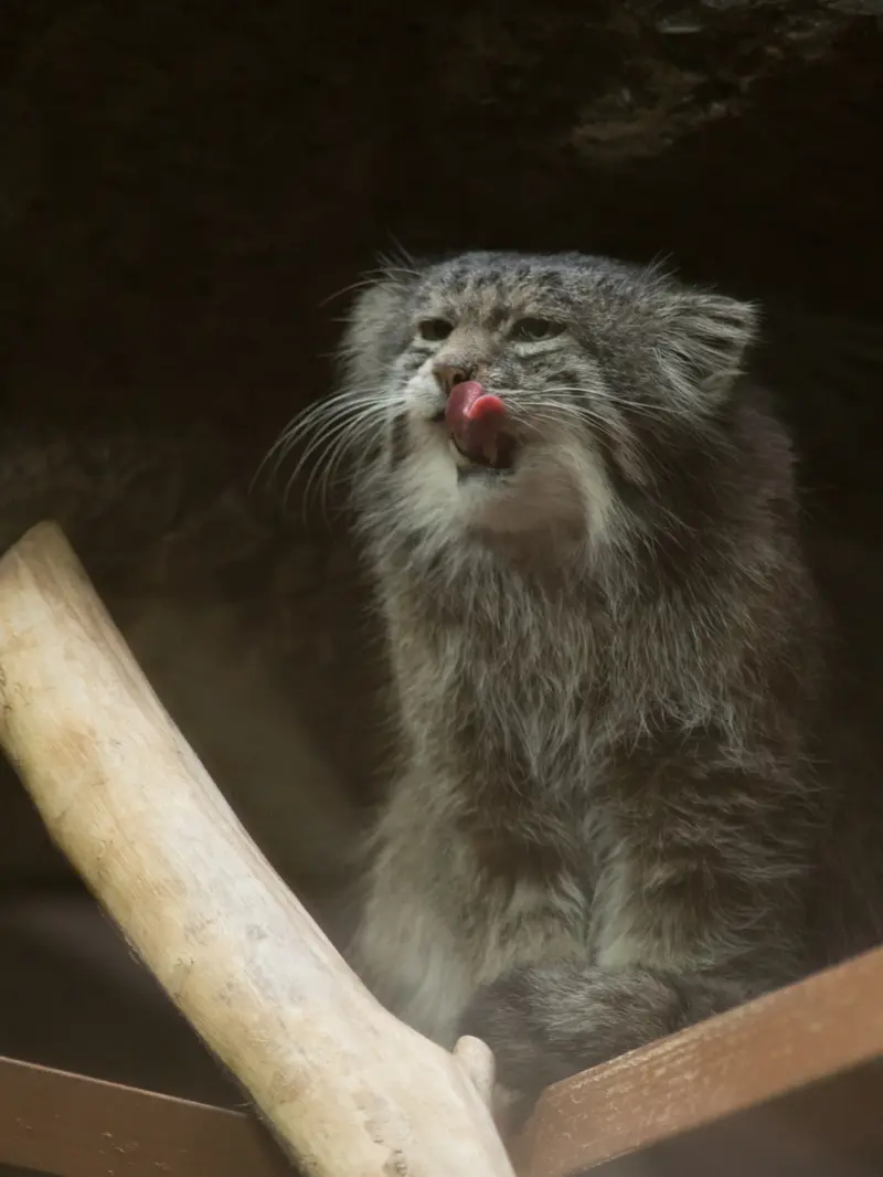 恩賜上野動物園のクリョンの写真