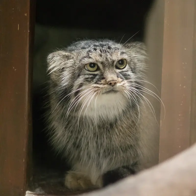 恩賜上野動物園のサフランの写真