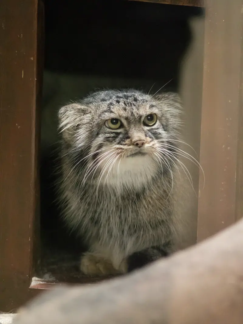 恩賜上野動物園のサフランの写真
