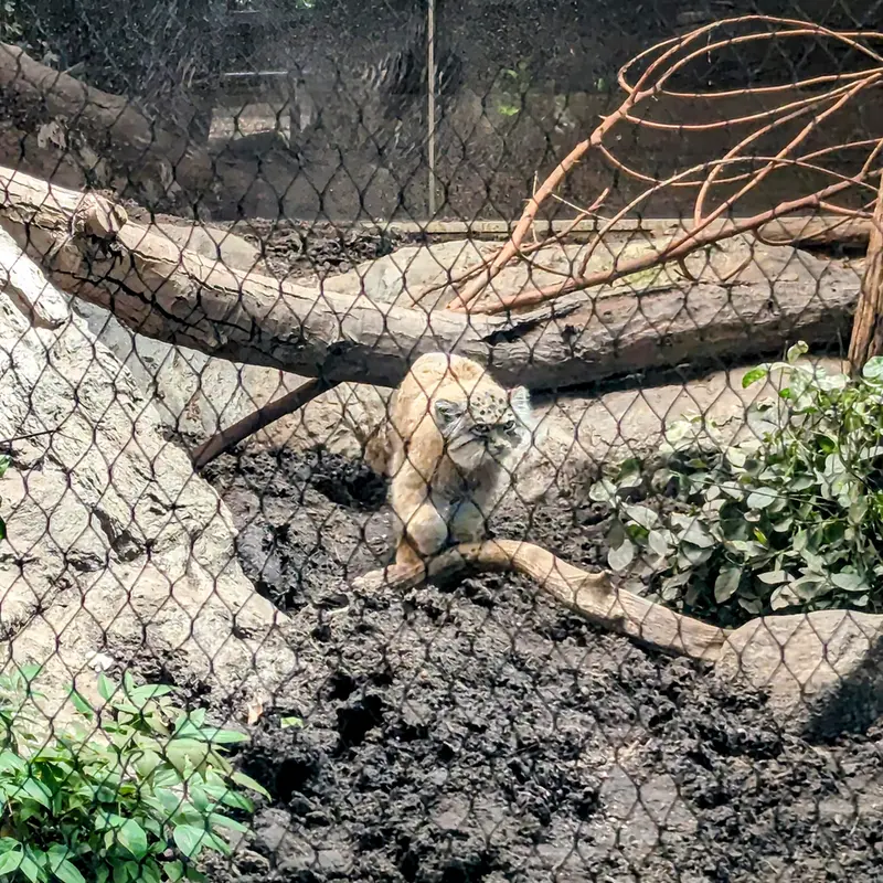 プロスペクト・パーク動物園のサルナイの写真