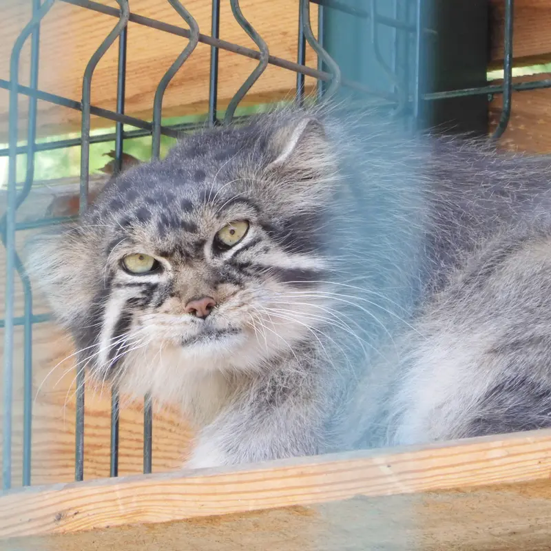 マヌルネコの写真