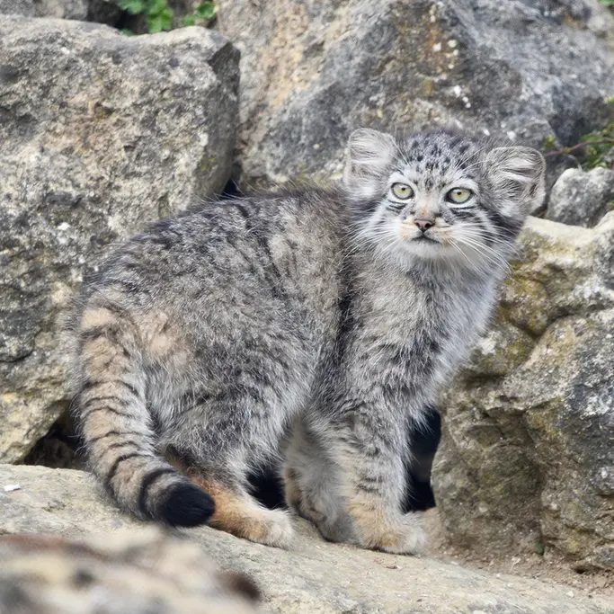 ポート・リムプネ・ワイルド・アニマル・パークのナムーの子猫 b. 2026 Ⅱの写真