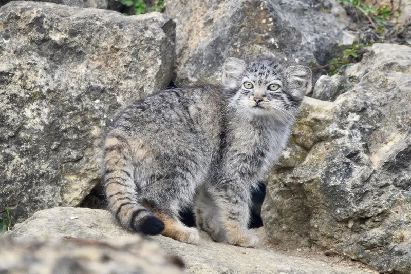 ポート・リムプネ・ワイルド・アニマル・パークのナムーの子猫 b. 2026 Ⅱの写真
