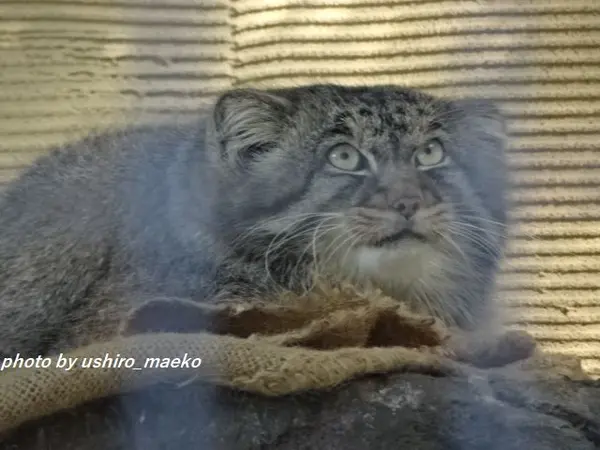 旭山動物園のヒデの写真