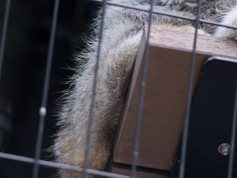 旭山動物園のグルーシャの写真