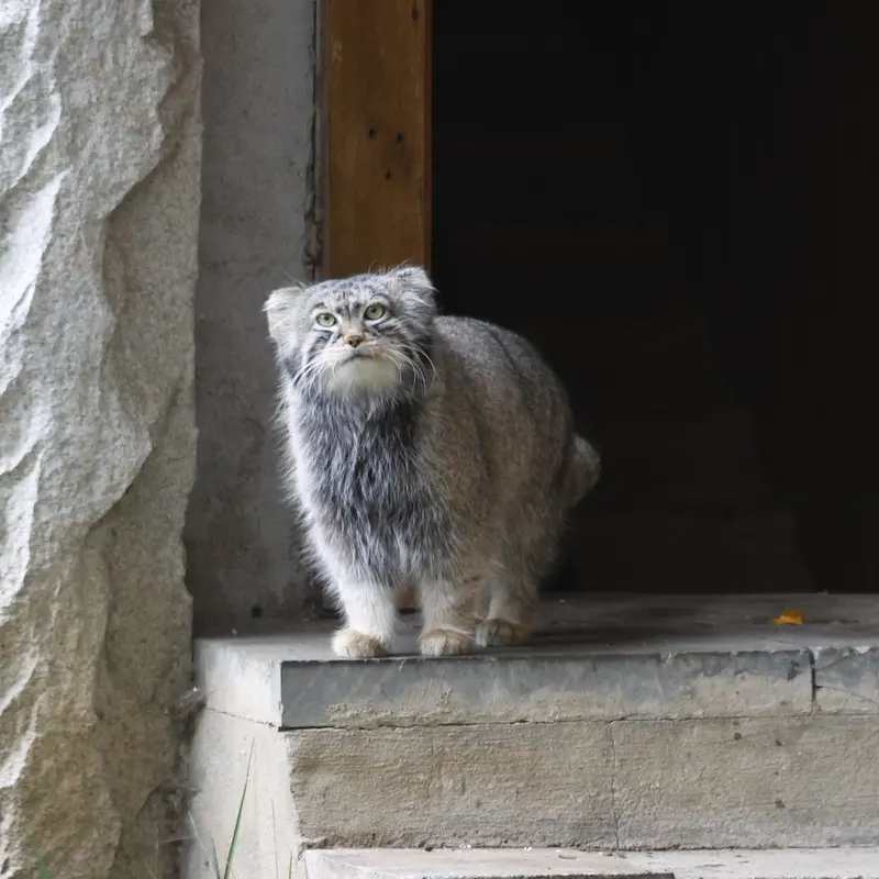 モスクワ動物園のティモフェイの写真