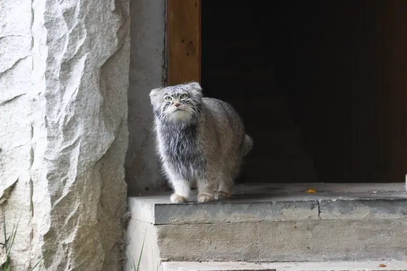 モスクワ動物園のティモフェイの写真